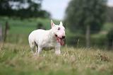 BULL TERRIER MINIATURE 099
